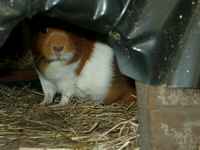 Jaana, a guinea pig/cavy in the entrance of her cave