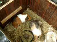 Jaana and Shelly, two guinea pigs are playing