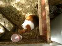 Jaana, a female guinea pig/cavy is pregnant