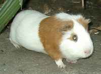 A picture of my cousin's guinea pig/cavy, Peter!