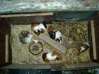 A picture of seven guinea pigs/cavies