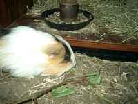 Shelly, my guinea pig/cavy is sniffing the ground for food