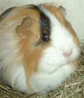 A close-up picture of my guinea pig/cavy, Shelly!