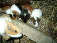 A picture of my guinea pigs/cavies