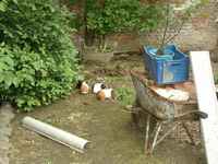 Four guinea pigs/cavies and a old rusted barrow/wheelbarrow